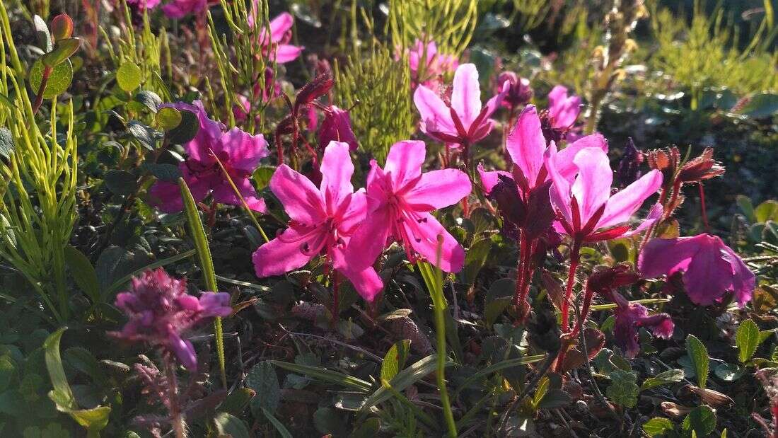 Imagem de Rhododendron camtschaticum Pall.