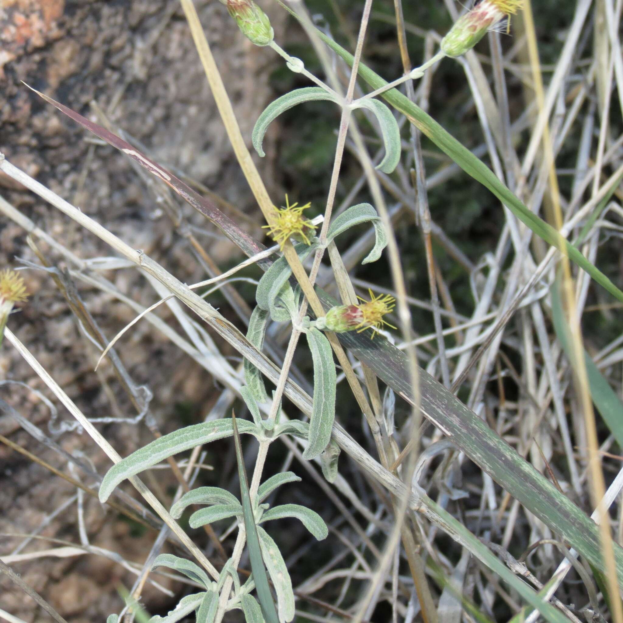 Слика од Brickellia venosa (Woot. & Standl.) B. L. Rob.