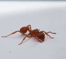 Image of Northern Fungus Farming Ant