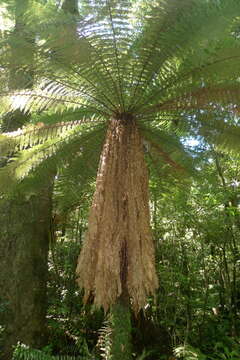 Image of Tree fern