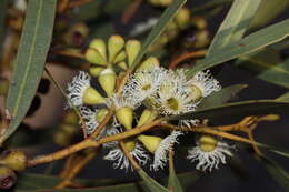 Image de Eucalyptus gracilis F. Müll.