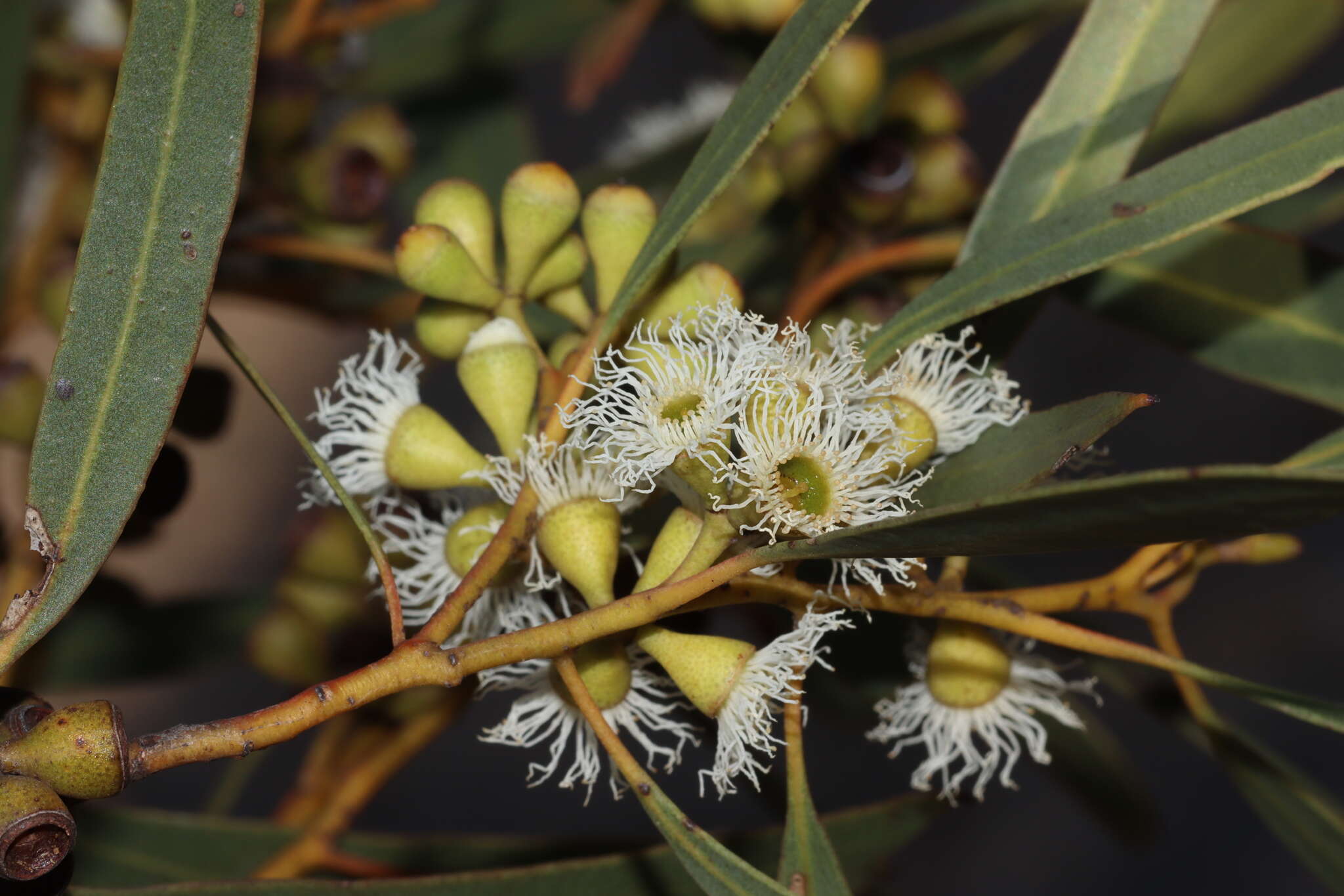 Imagem de Eucalyptus gracilis F. Müll.