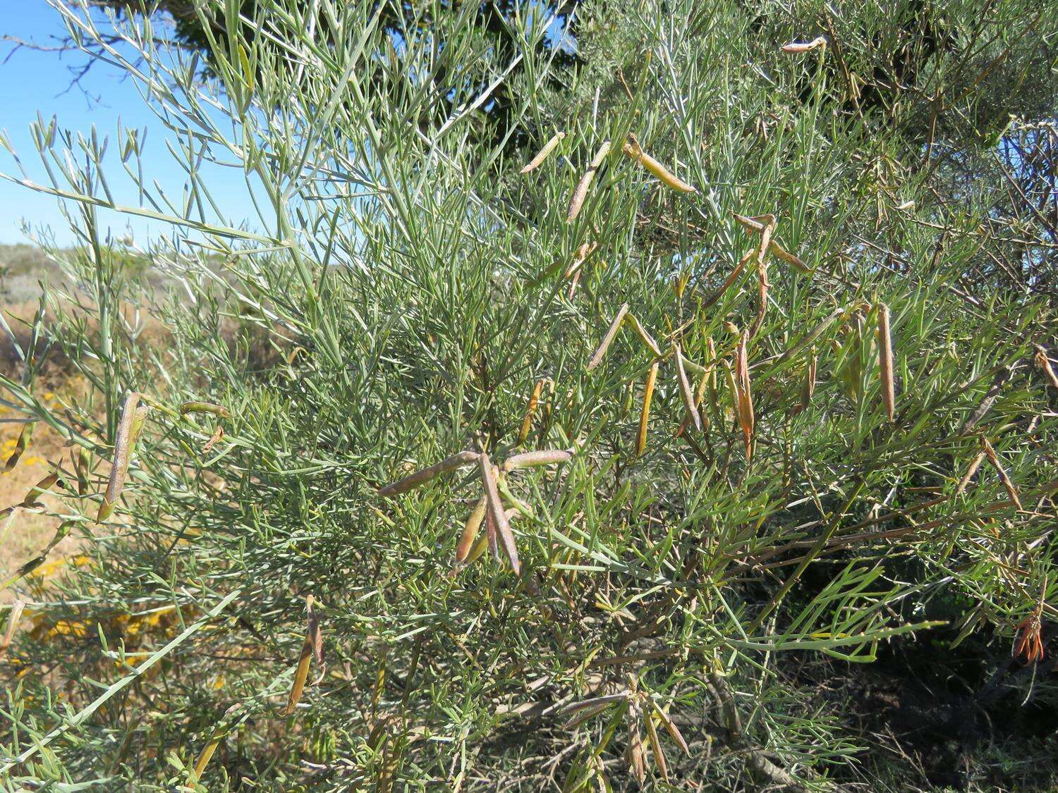 Image of <i>Calobota angustifolia</i>