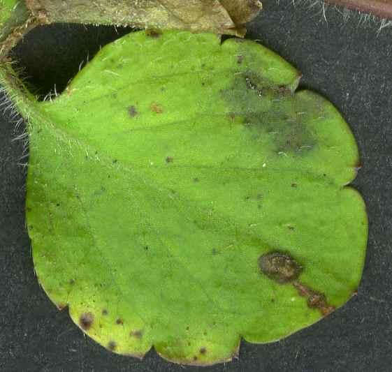 Слика од Puccinia veronicae (Schumach.) G. Winter 1881