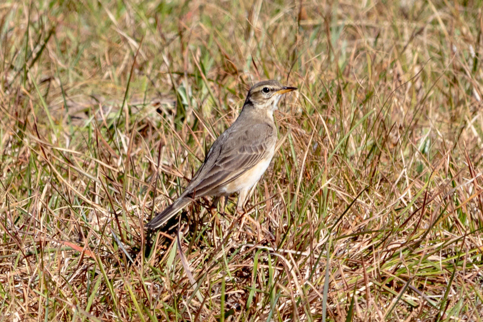 Image of Plain-backed Pipit