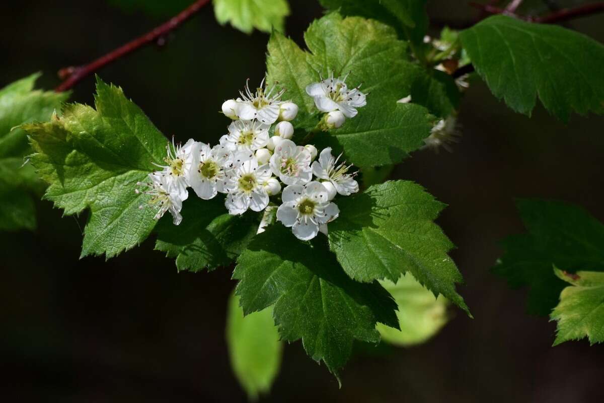 Image of Crataegus sanguinea Pall.