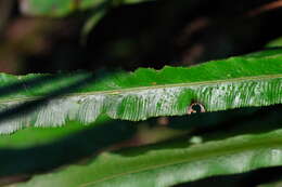 Austroblechnum patersonii (R. Br.) Gasper & V. A. O. Dittrich的圖片