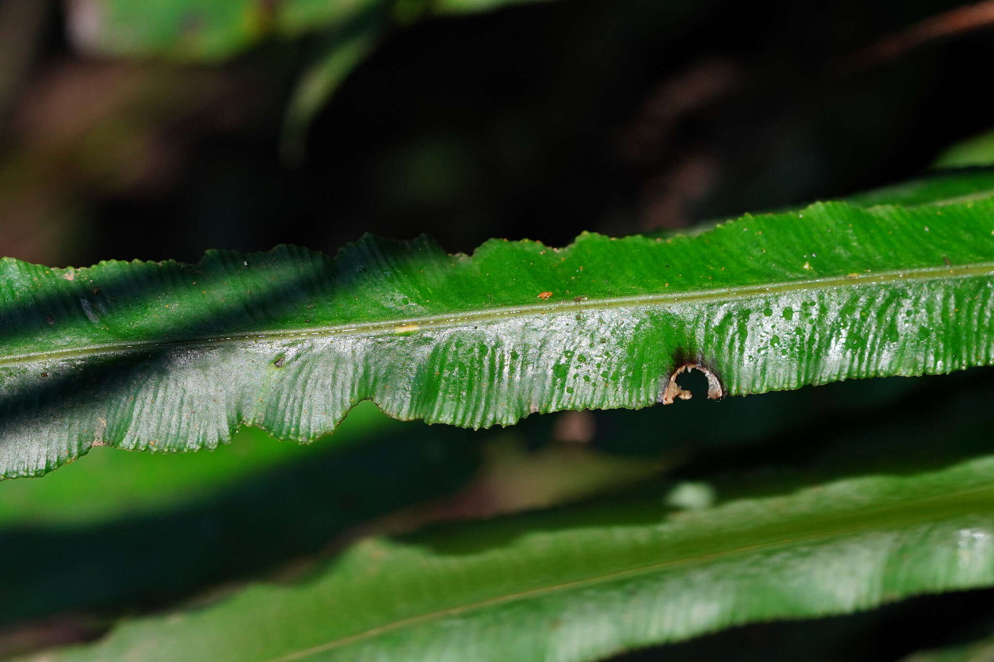 Plancia ëd Austroblechnum patersonii (R. Br.) Gasper & V. A. O. Dittrich