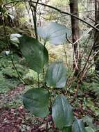 Image de Smilax canariensis Willd.