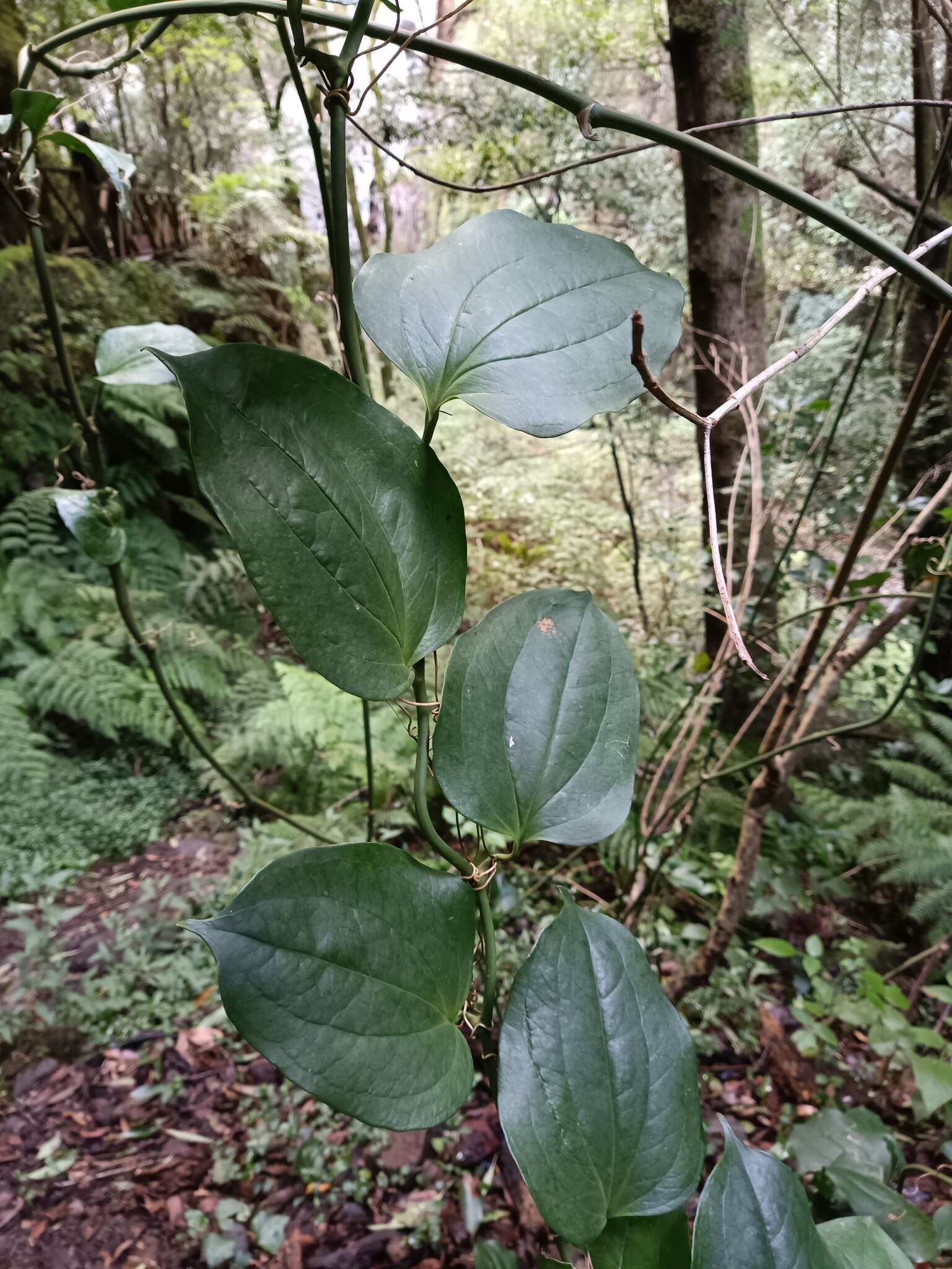 Image de Smilax canariensis Willd.