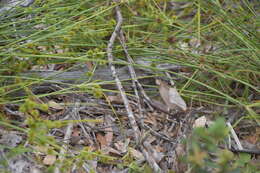 Image of pine barren flatsedge