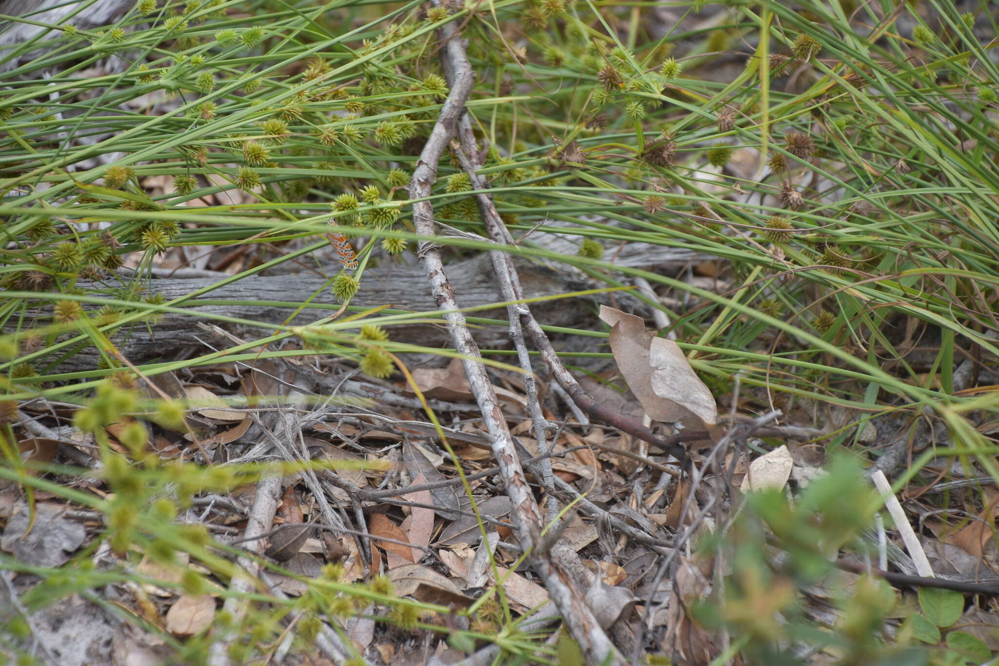 Image of pine barren flatsedge