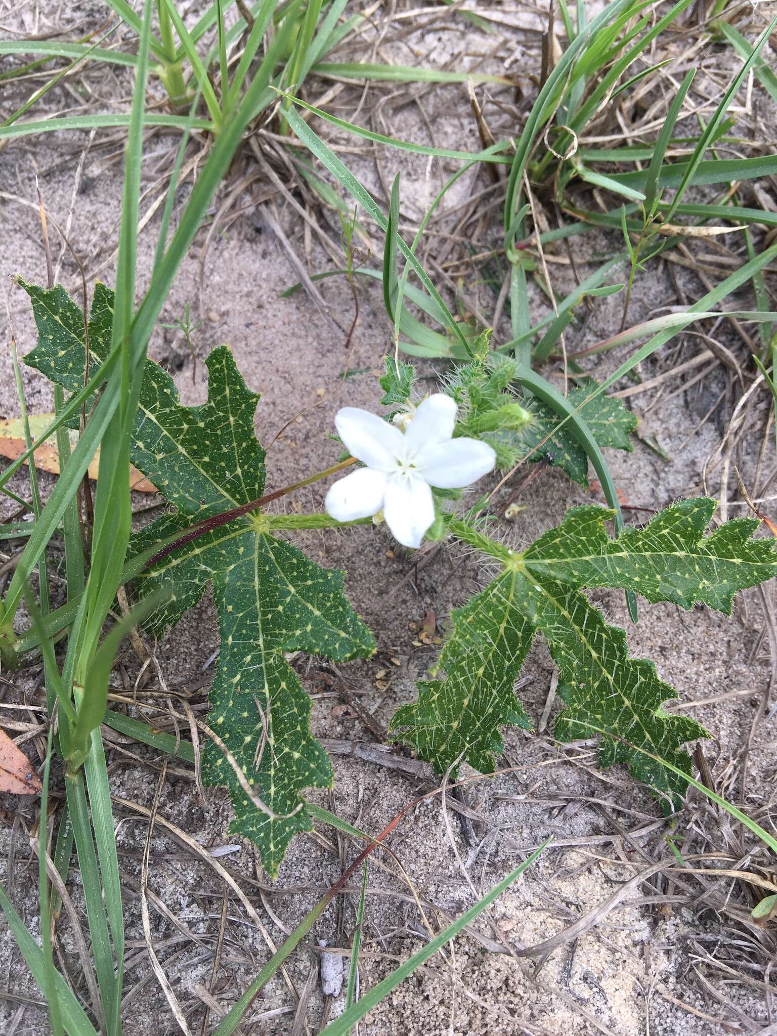 Imagem de Cnidoscolus urens var. stimulosus (Michx.) Govaerts