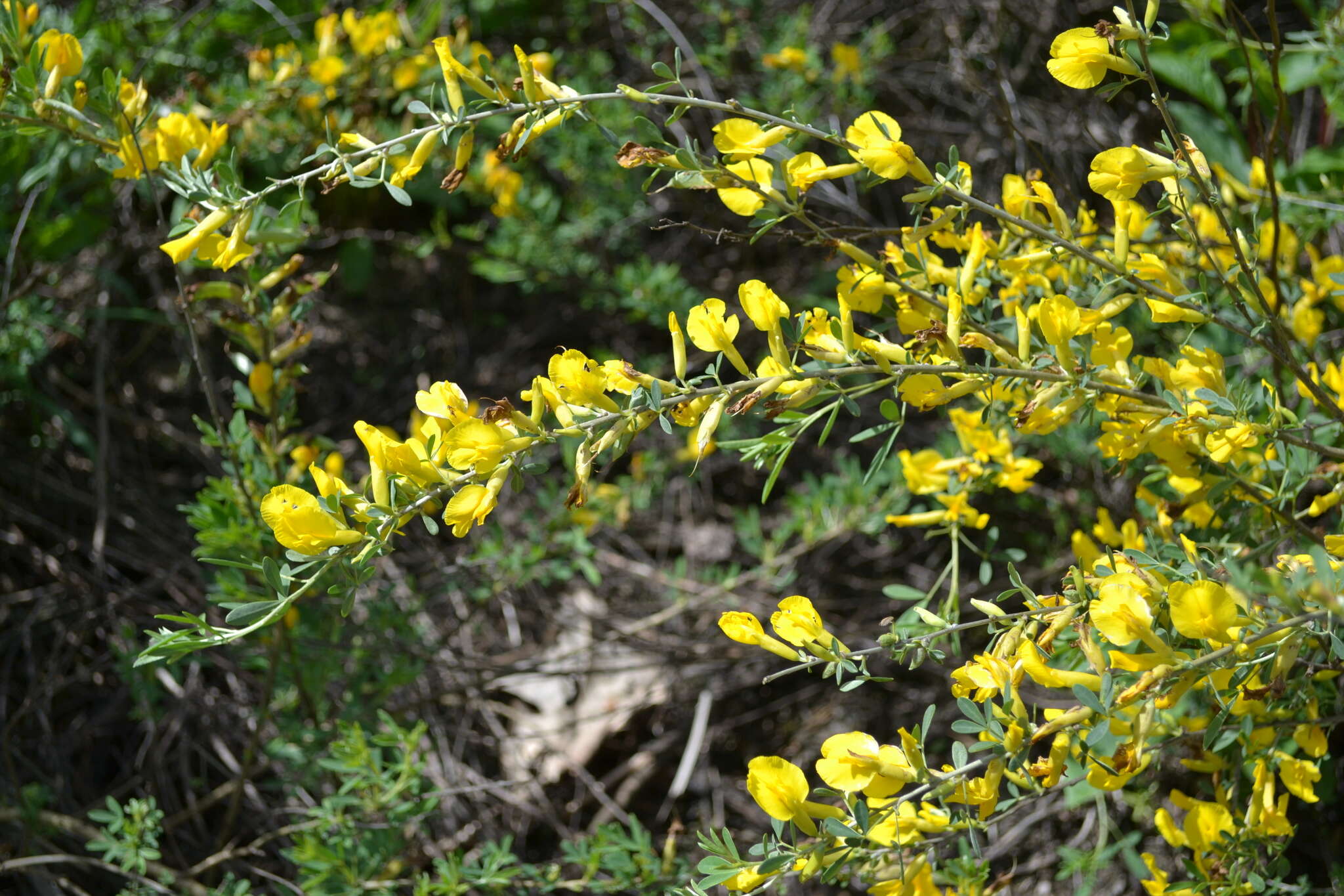 Image of Cytisus borysthenicus Gruner