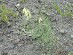 Imagem de Astragalus cusickii A. Gray