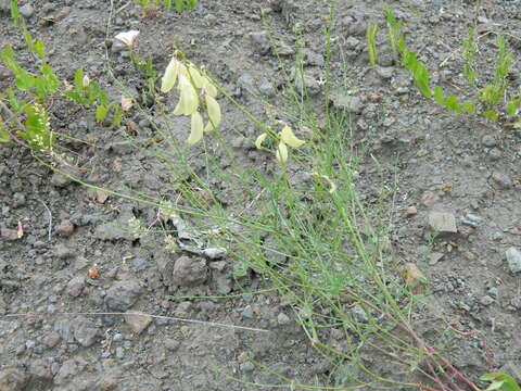 صورة Astragalus cusickii A. Gray