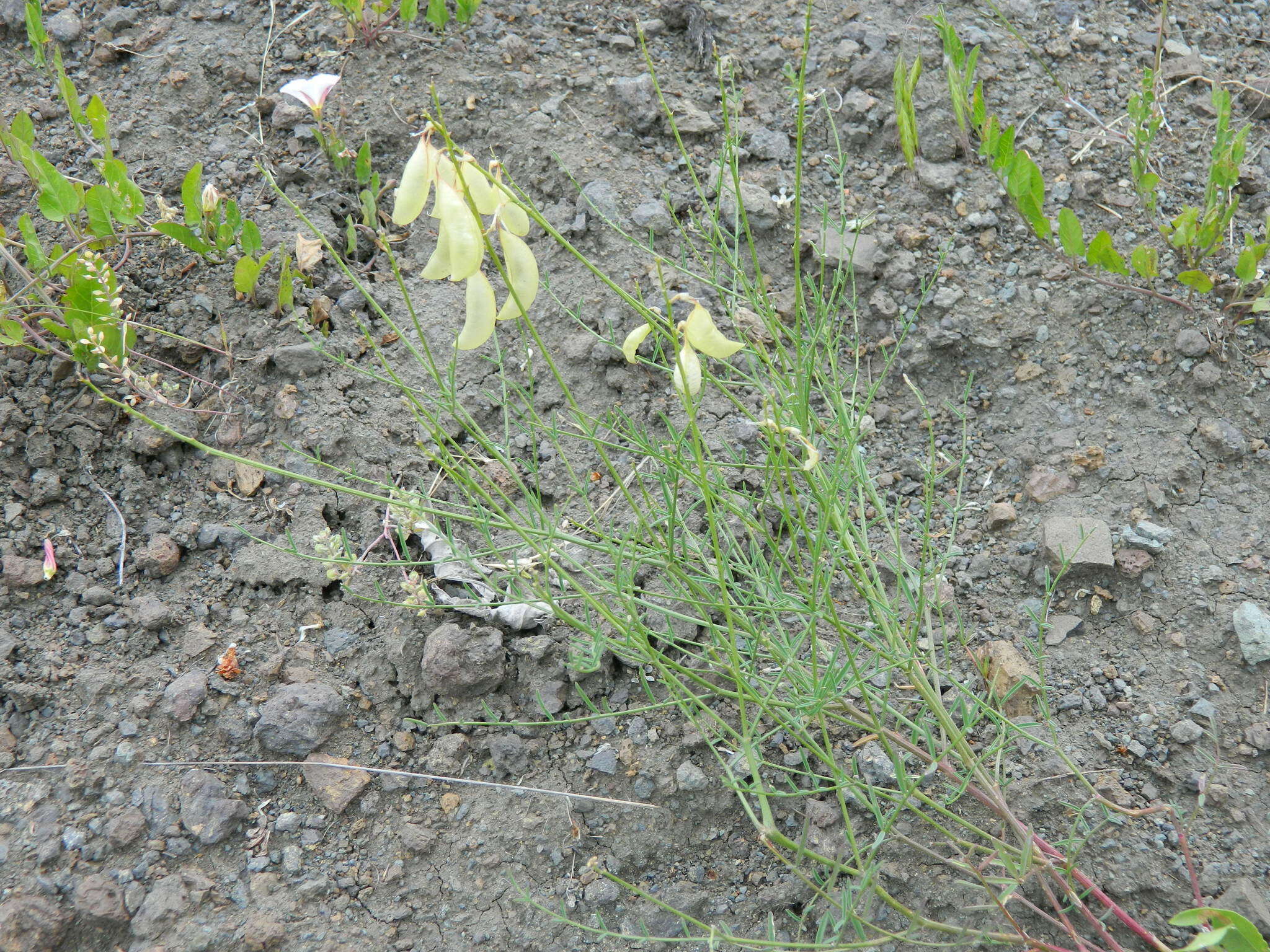 Imagem de Astragalus cusickii A. Gray