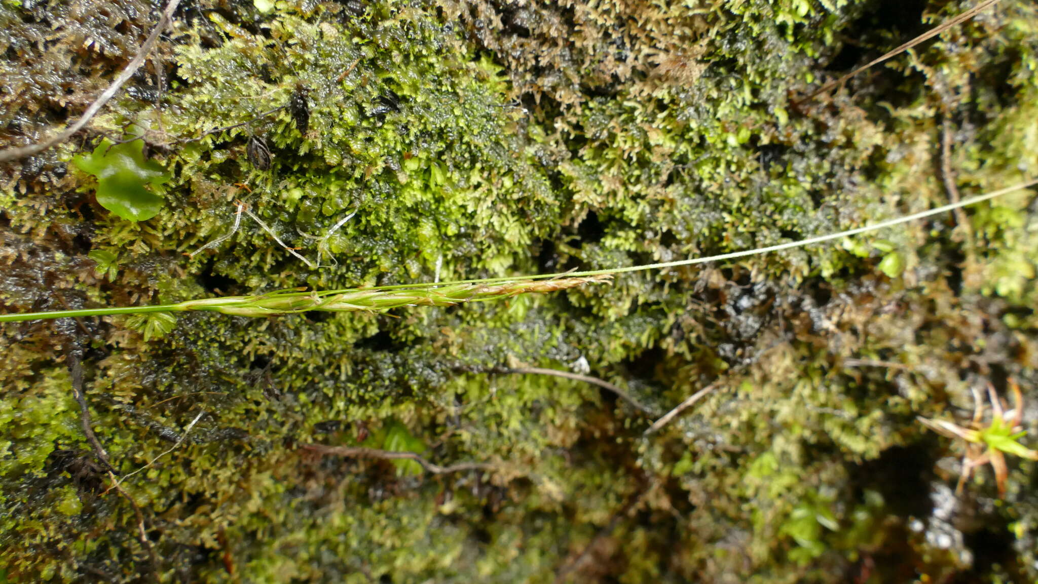 Image of Carex aucklandica (Hamlin) K. A. Ford