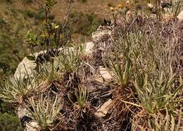 Слика од Senecio asperulus DC.