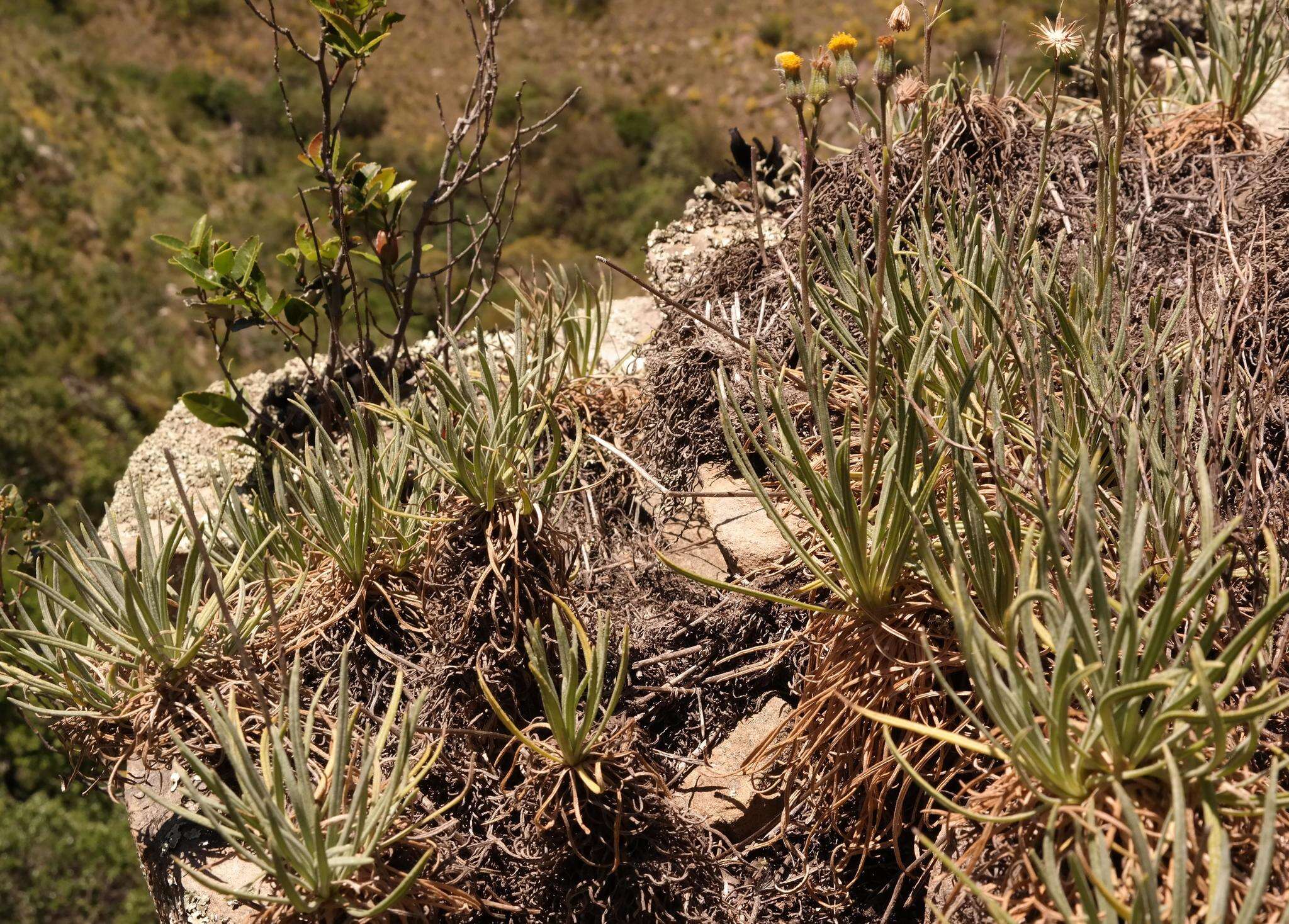 Plancia ëd Senecio asperulus DC.