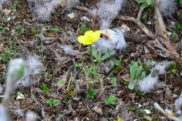 Image of Turner's buttercup