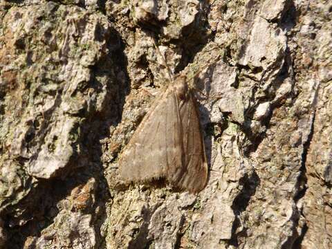 Image of Fall Cankerworm