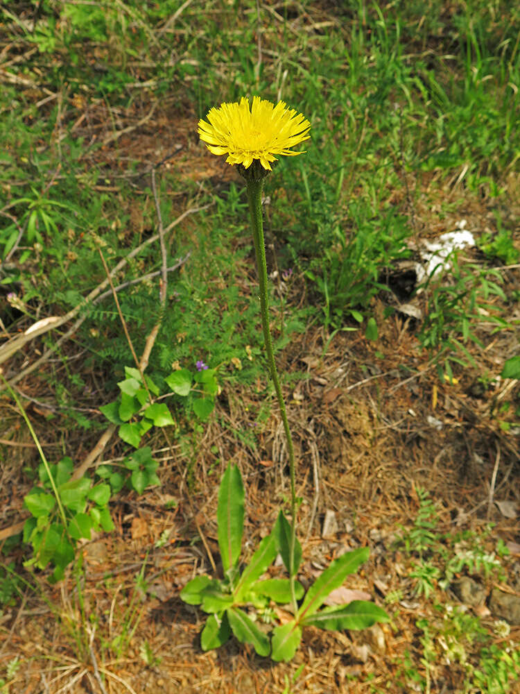 Imagem de Hypochaeris maculata L.