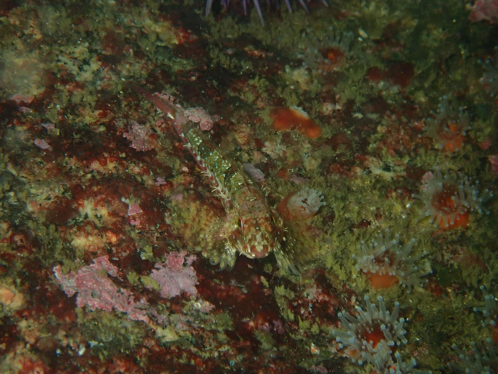 Image of Snubnose sculpin