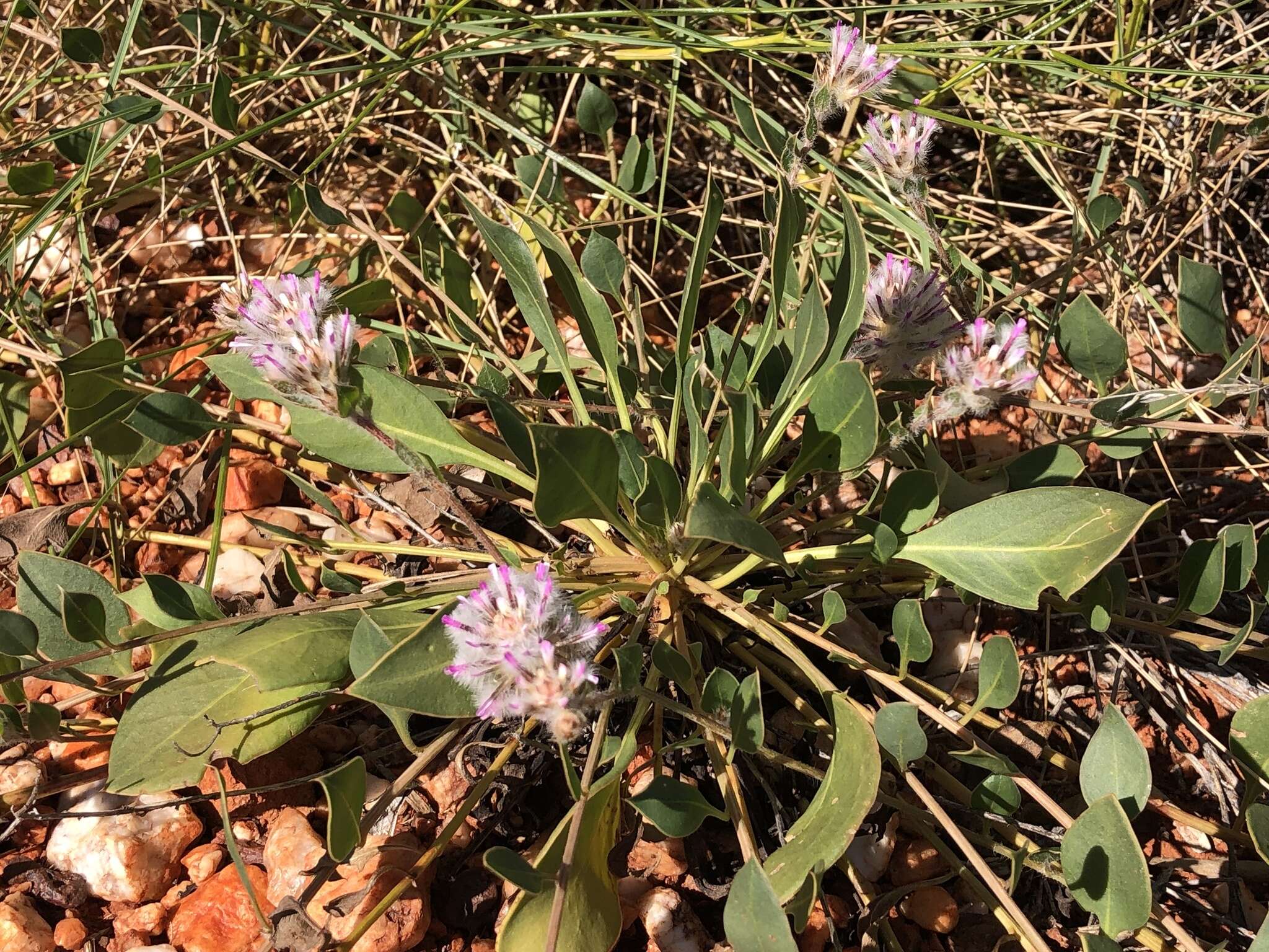 Image of Ptilotus axillaris (Benth.) F. Müll.