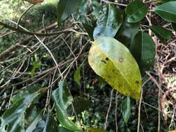 Plancia ëd Olea paniculata R. Br.