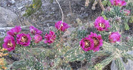 Image of tree cholla