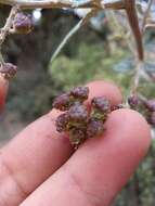 Image of Ceanothus caeruleus Lag.