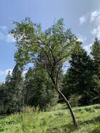 Image of Sambucus cerulea var. neomexicana