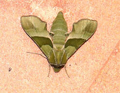 Image of Terloo Sphinx