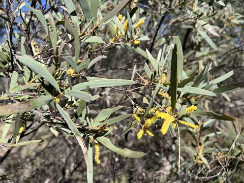 Imagem de Acacia catenulata C. T. White