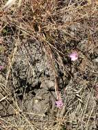 Plancia ëd Clarkia franciscana H. Lewis & Raven