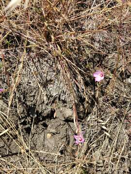 Image of Presidio clarkia