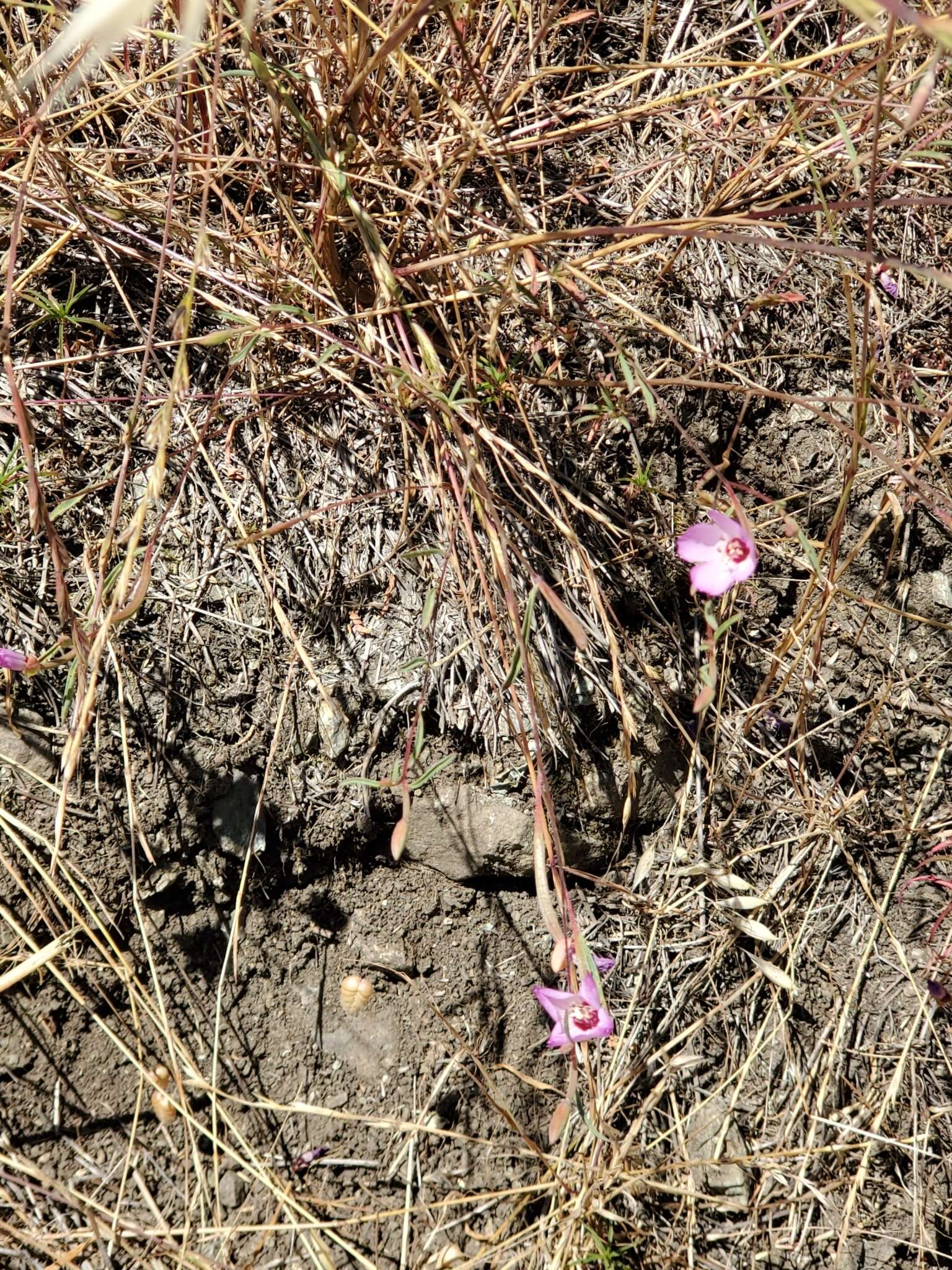 Plancia ëd Clarkia franciscana H. Lewis & Raven