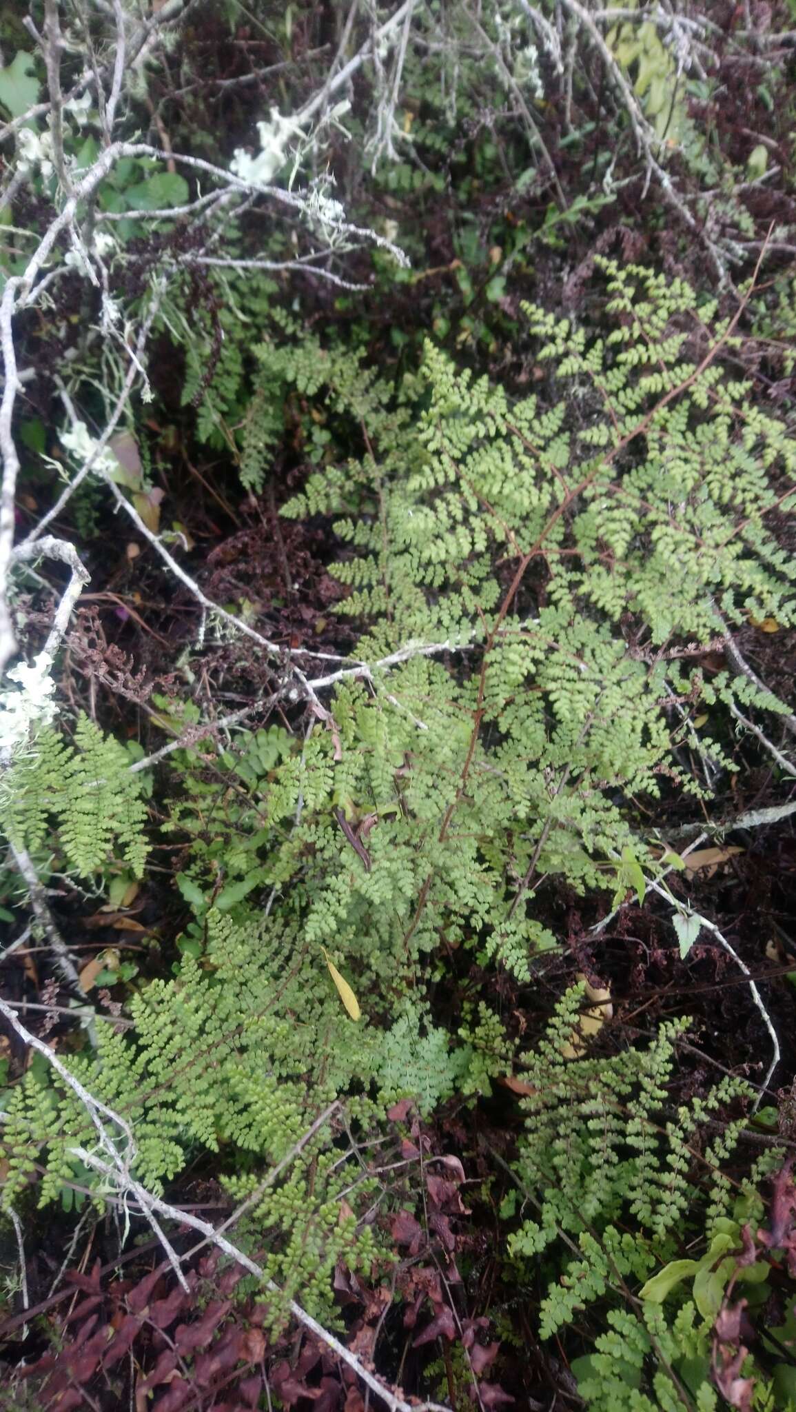 Image of Cheilanthes bergiana Schltdl.