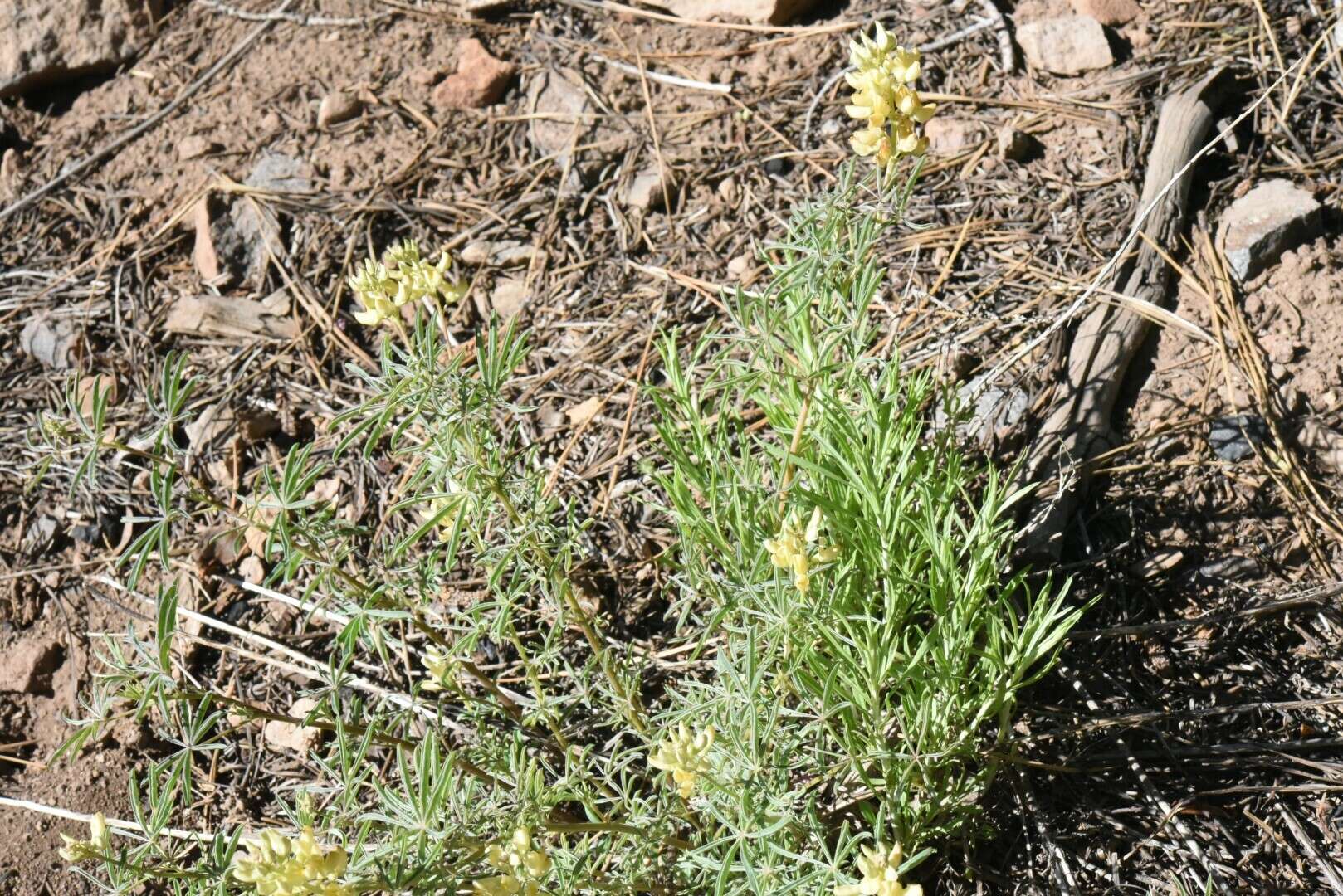 Image of narrowflower lupine