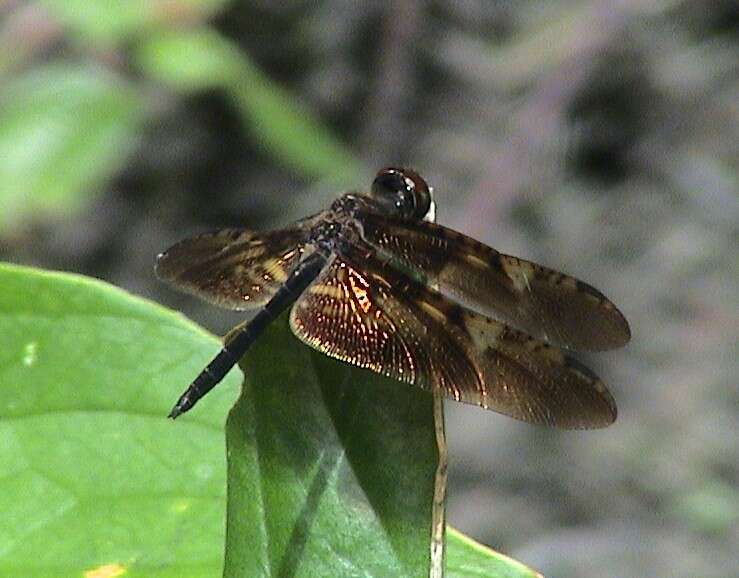 Слика од Rhyothemis obsolescens Kirby 1889