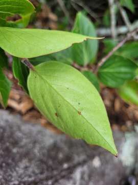 Image of Vaccinium dunalianum Wight