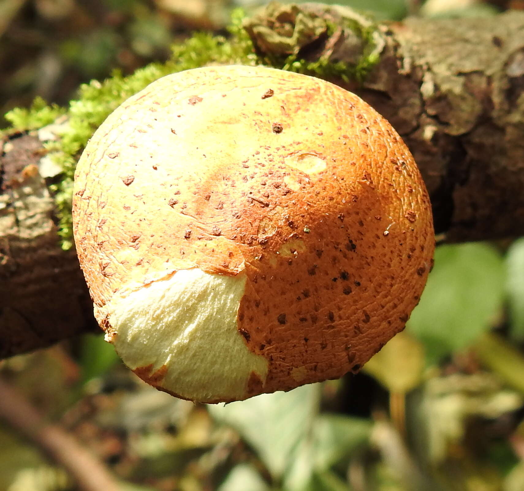 Imagem de Pholiota lucifera (Lasch) Quél. 1872