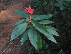 Pachystachys coccinea (Aubl.) Nees resmi