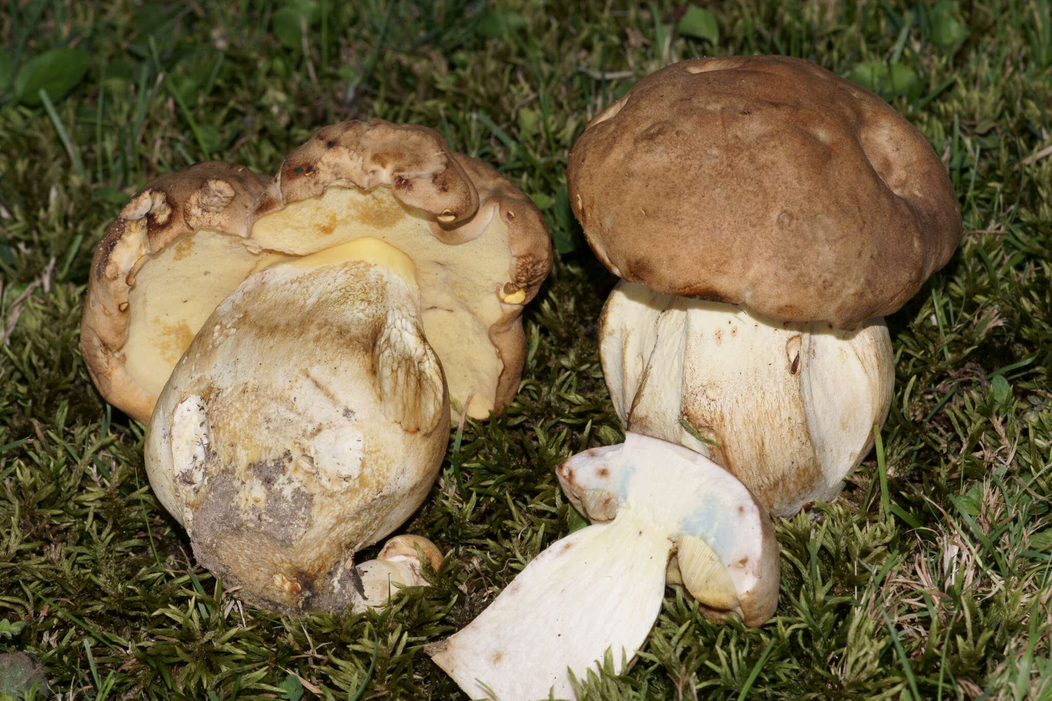 Image of Boletus huronensis A. H. Sm. & Thiers 1971