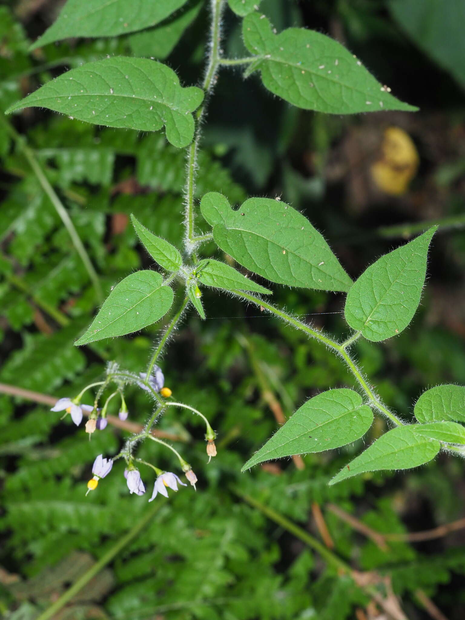 Image of Solanum lyratum Thunb.