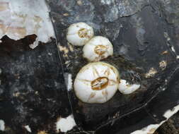 Image of chelonibiid barnacles