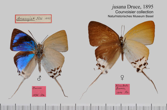 Image of <i>Jacoona anasuja</i> (Felder & Felder 1865)