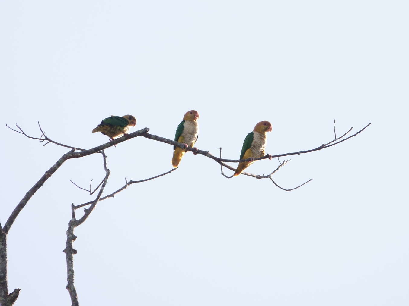 Image of Eastern White-bellied Parrot