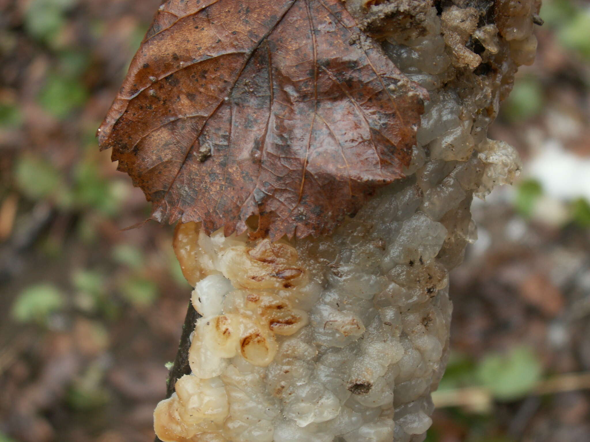 Imagem de <i>Exidia candida</i> var. <i>cartilaginea</i>